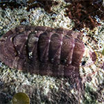 Chiton sp. 22